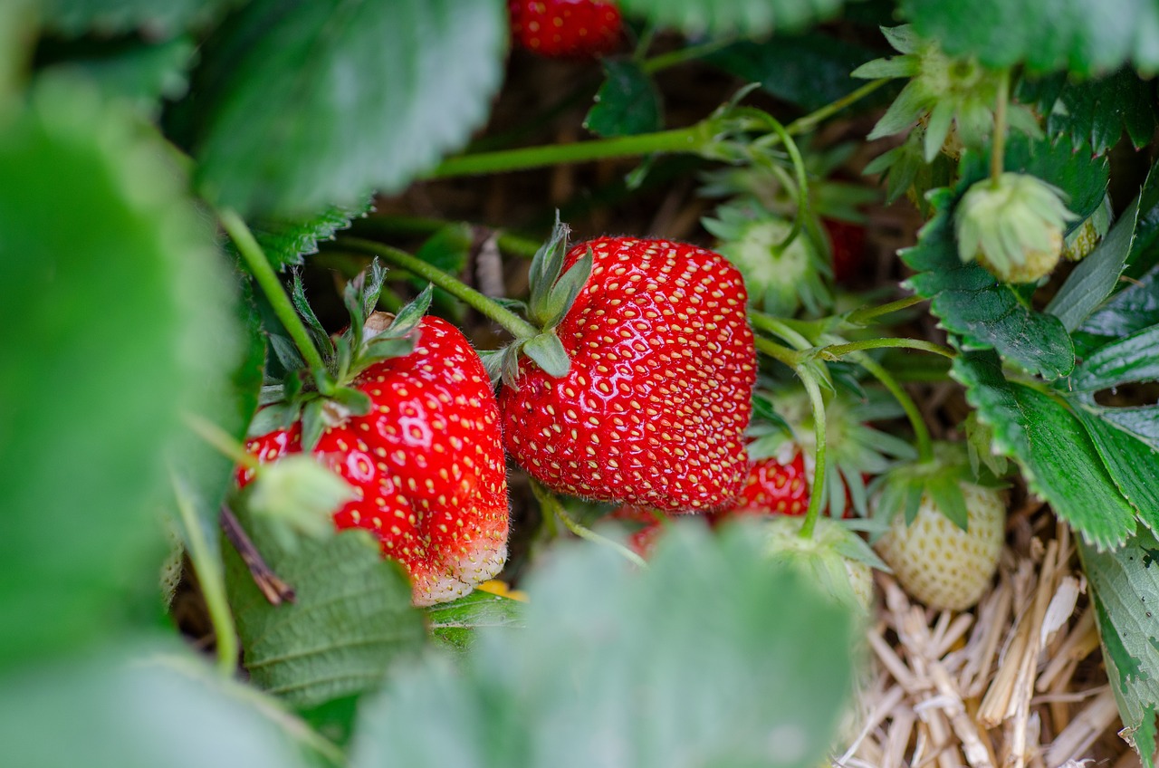 Agriculture : Les fraises marocaines victimes des récentes pluies ?