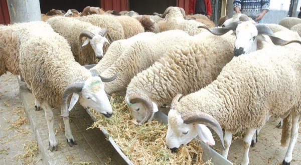 Subventions à l'importation des ovins: le gouvernement dévoile le coût réel en pleine polémique