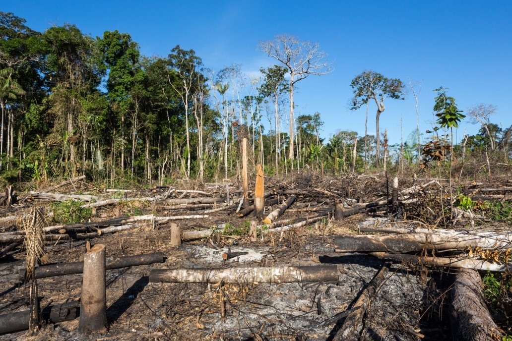 ​Déforestation et dégradation des forêts : La loi UE aux conséquences désastreuses pour les Etats subsahariens