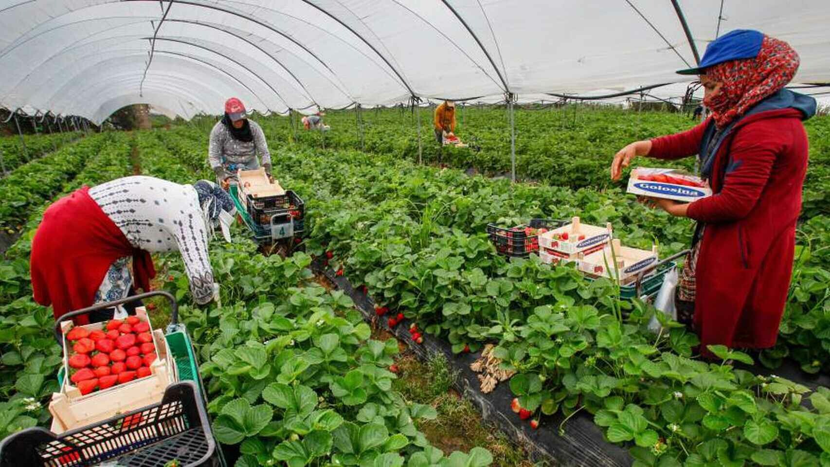 Huelva : les saisonnières marocaines se dotent de leur premier syndicat