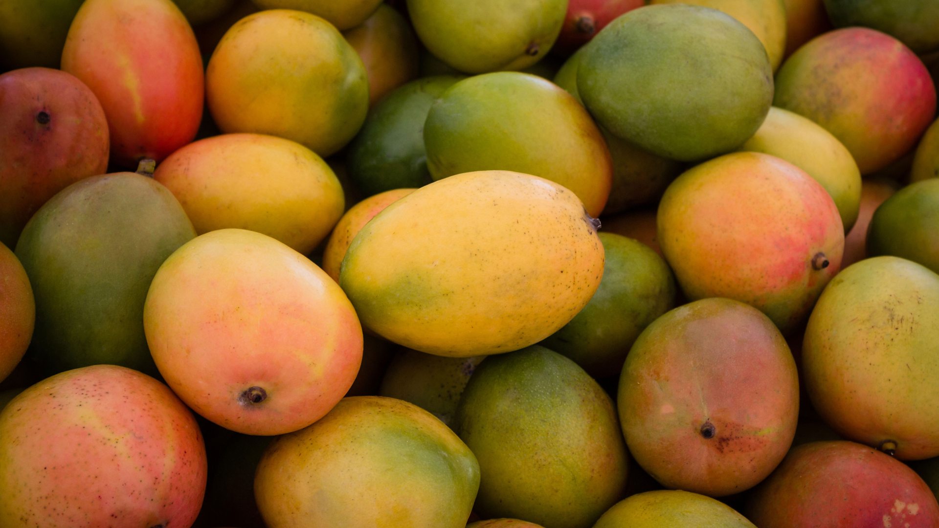 Les importations marocaines de mangues ont doublé depuis 2020