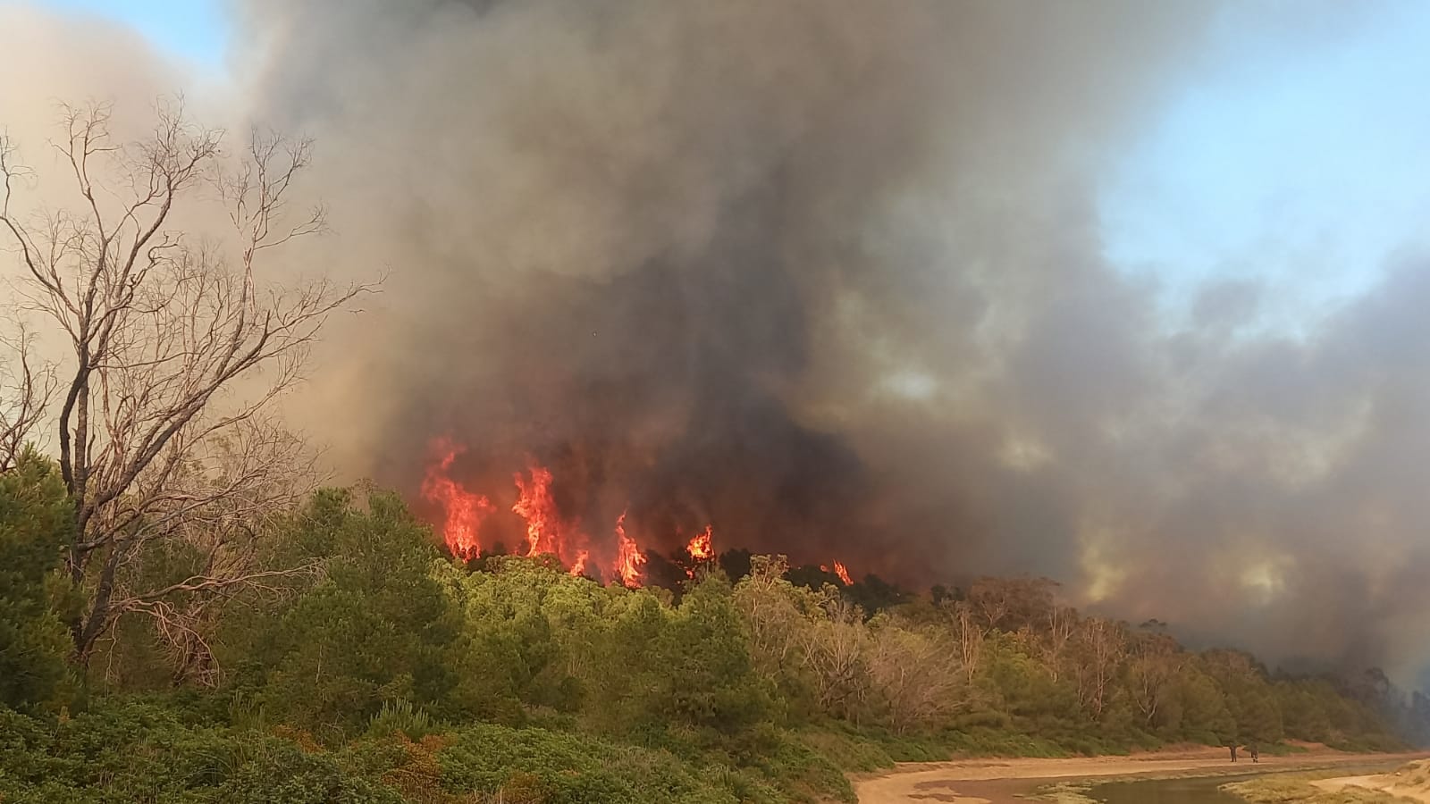 Incendie dans la forêt de Houara: le suspect déféré devant la Justice 