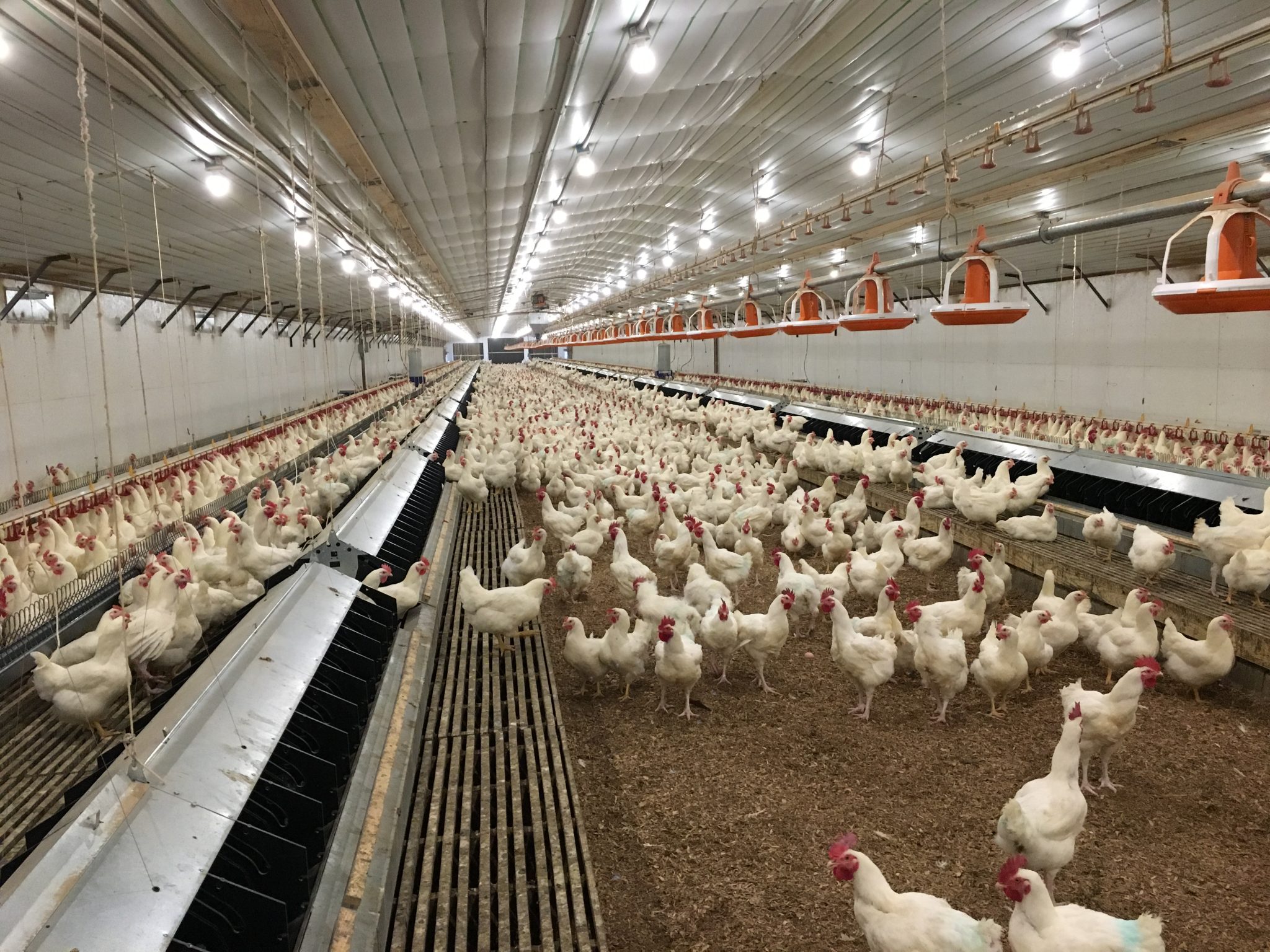 Le Maroc suspend ses importations de volaille depuis le Brésil