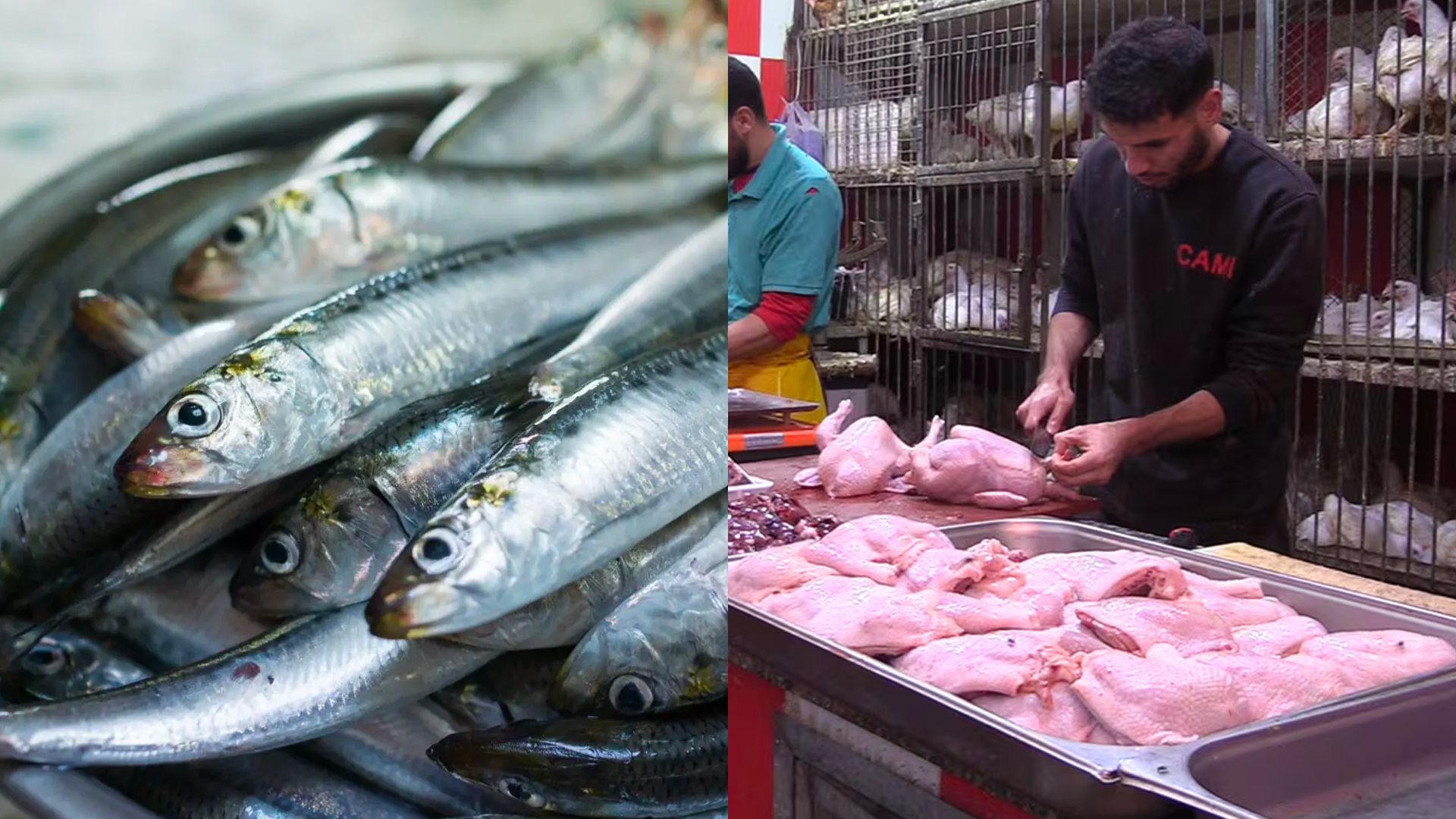 ​Sardine contre Poulet : À El Jadida, la guerre des prix affame les foyers  (Reportage)