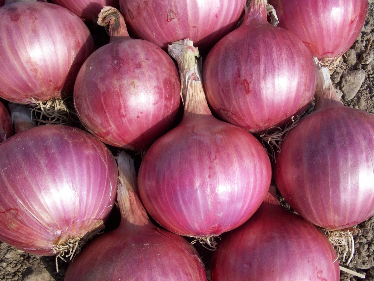 Les exportations marocaines d’oignon ont quintuplé cette saison agricole