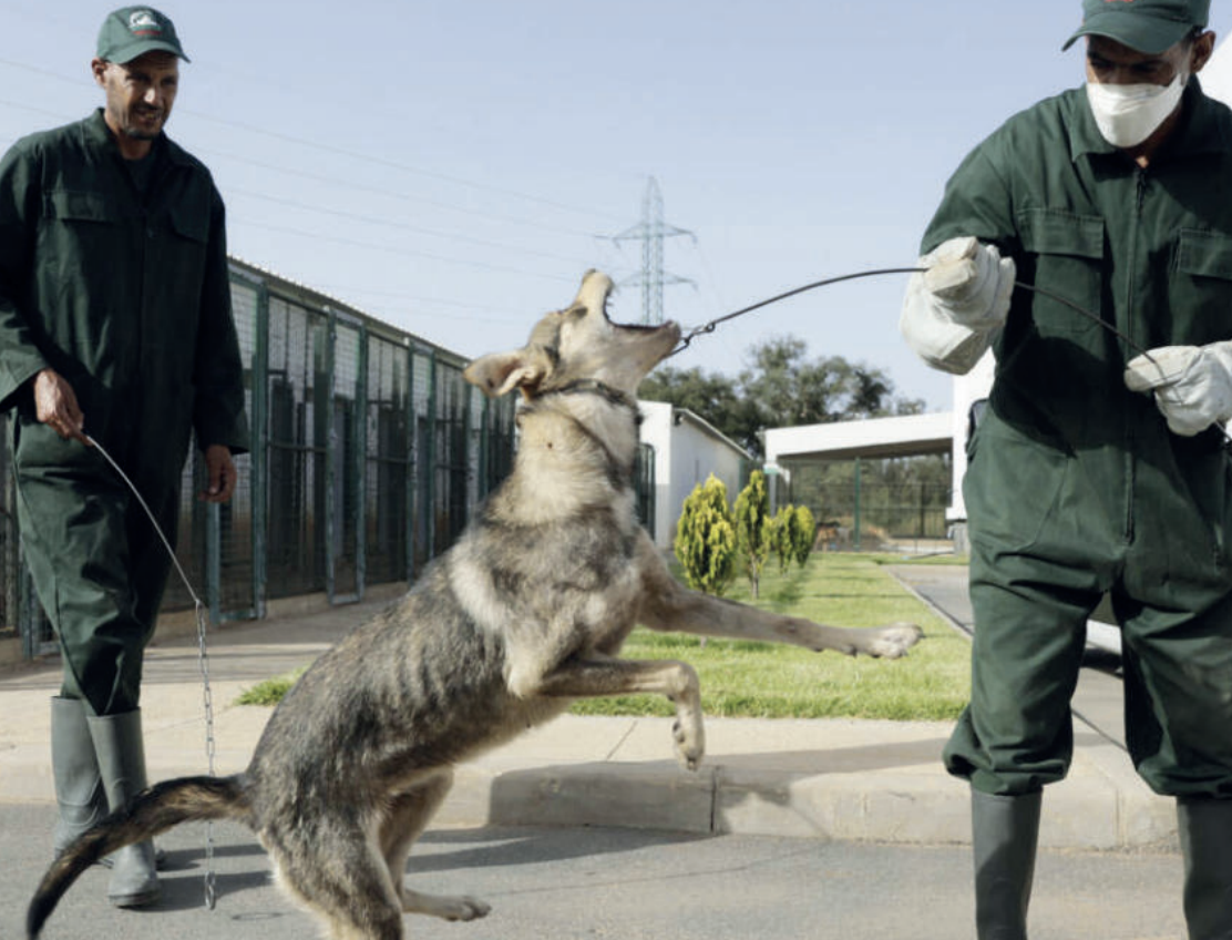 Gérer la population canine et féline de rue.
