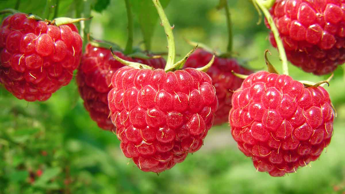 Ascension remarquable des framboises marocaines à l'export en 2025 