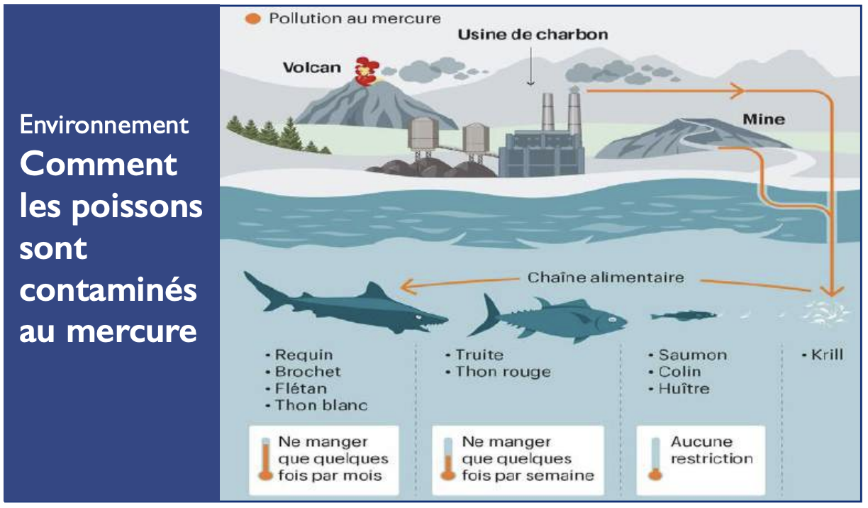 ​Sécurité alimentaire : Le thon en conserve dans le collimateur ! [INTÉGRAL]