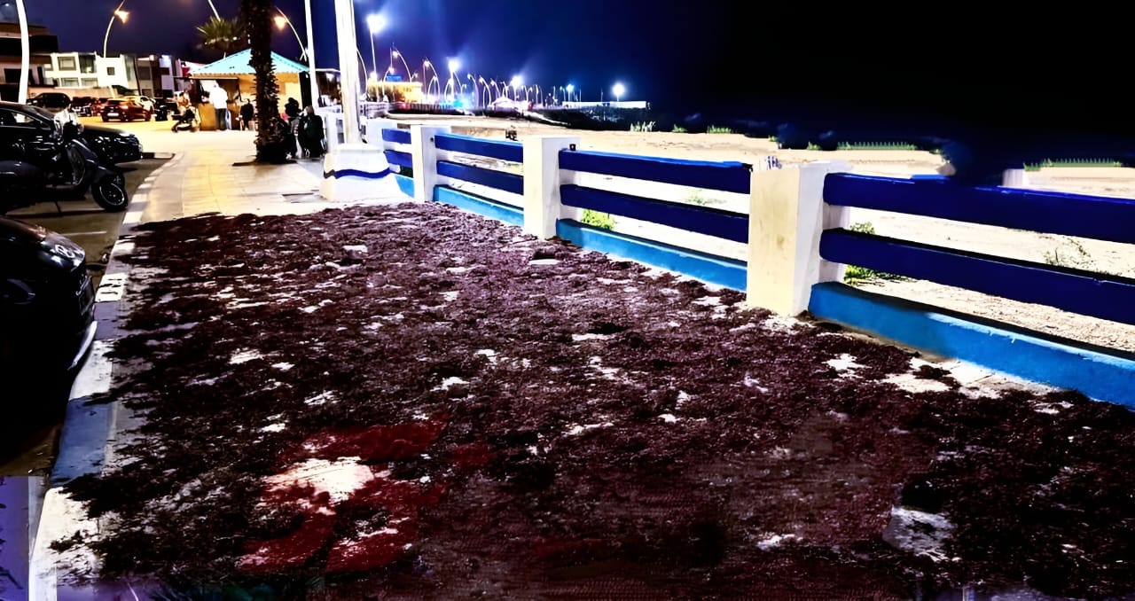 Coup de gueule de Sidi Bouzid: Étalage d'algues marines, piétons en détresse !