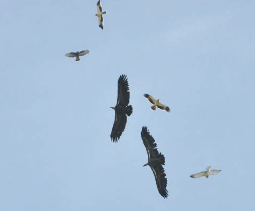 Biodiversité : Quand le Maroc prend les rapaces sous son aile [INTÉGRAL]