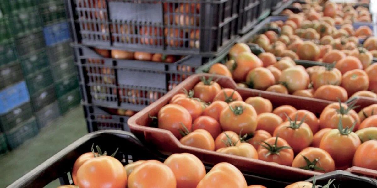 Tomates : les exportateurs marocains dénoncent une campagne de dénigrement en Europe Tomates : les exportateurs marocains dénoncent une campagne de dénigrement en Europe
