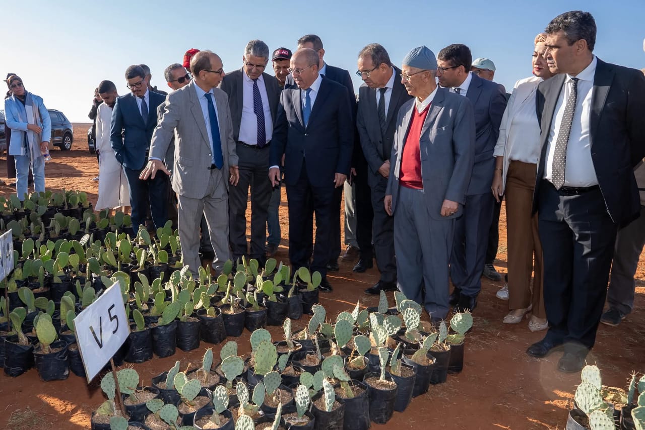 ​El Jadida: Le ministre de l'agriculture Ahmed El Bouari lance un projet de plantation de cactus résistant à la cochenille à Boulaouane