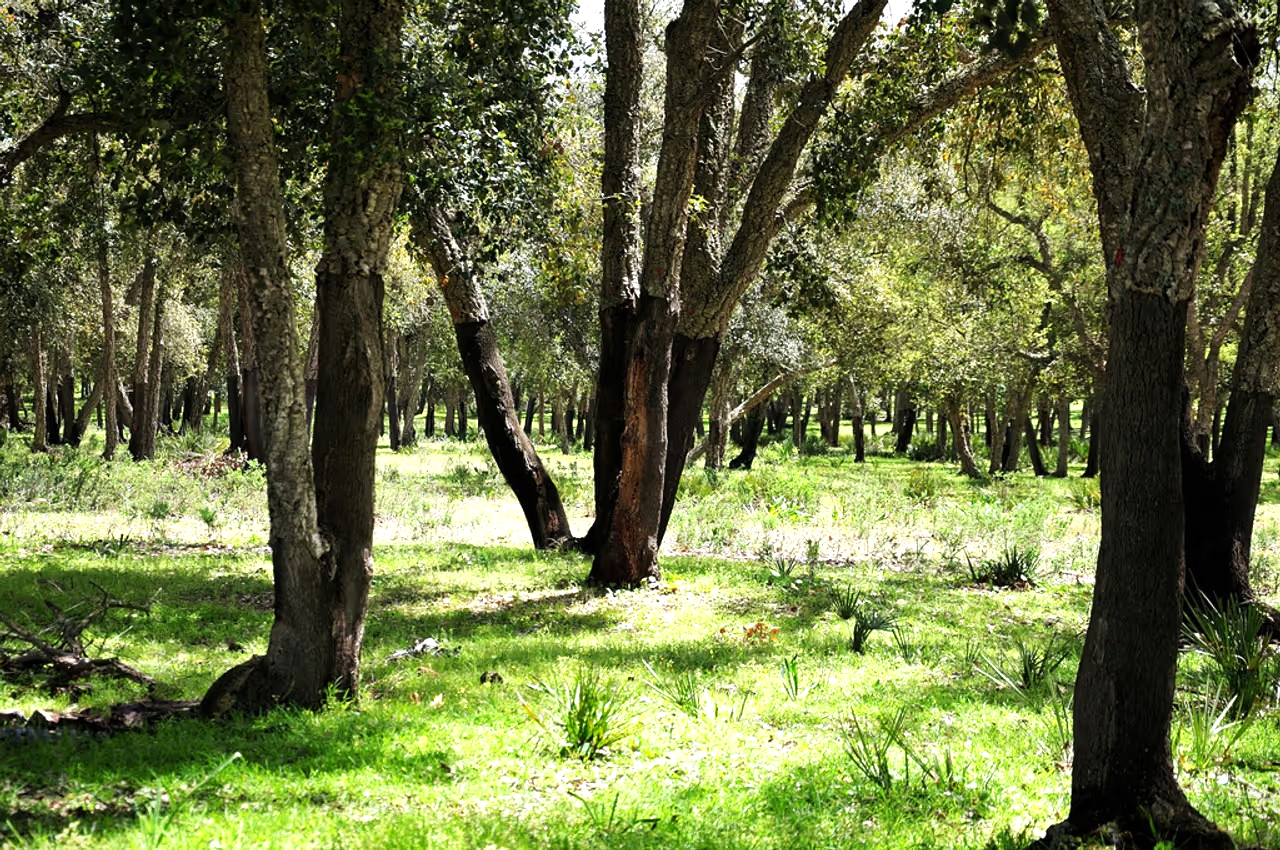 Biodiversité – Maâmora : les chênes-lièges, derniers remparts climatiques du Maroc