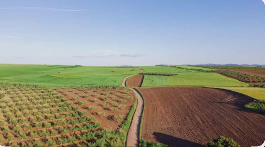 ​Agriculture – Casablanca-Settat : Les pluies redonnent confiance aux agriculteurs pour la campagne 2025-2026