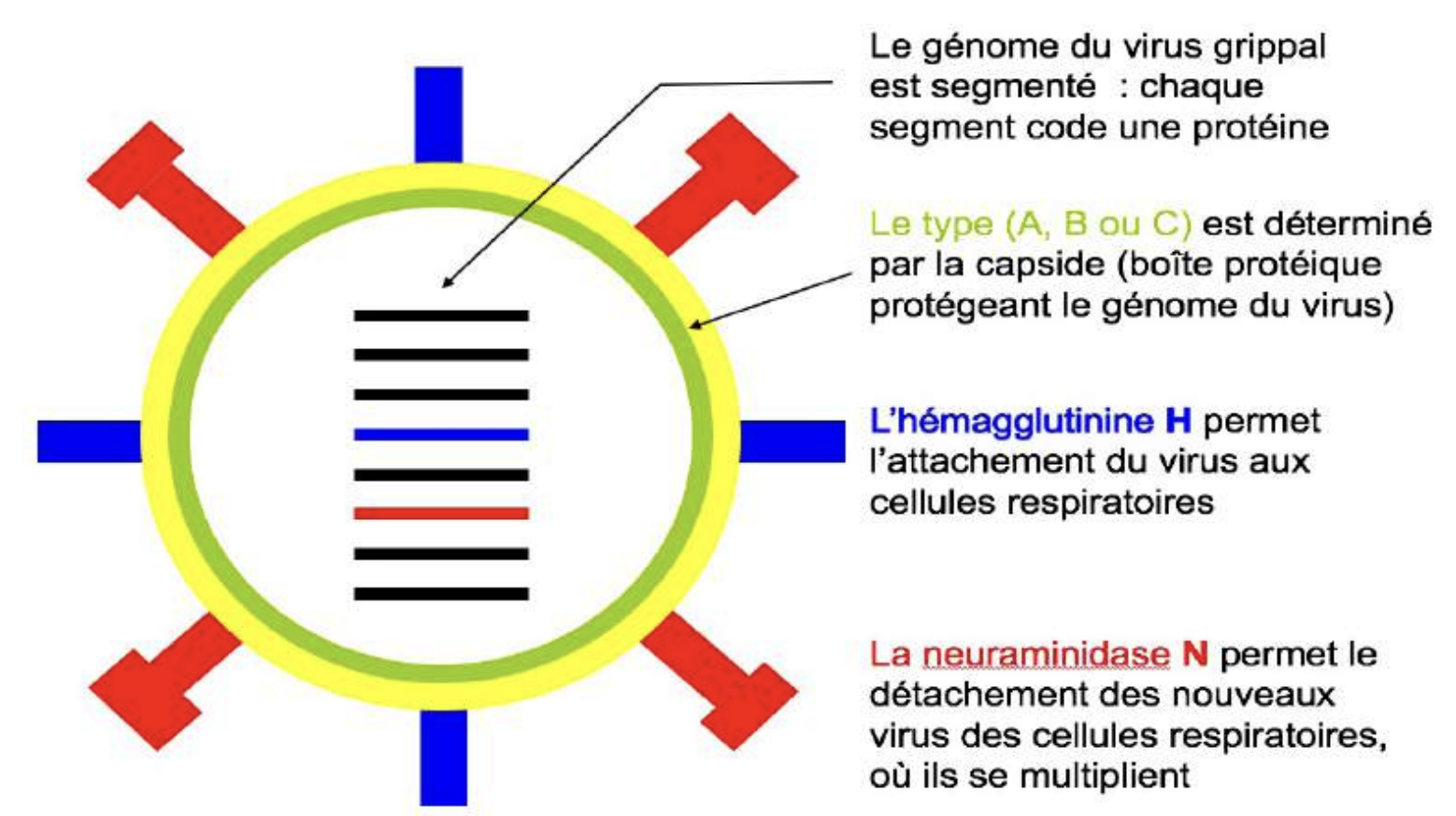 Effets post-Covid : Sommes-nous devenus plus vulnérables face à la grippe ? [INTÉGRAL]
