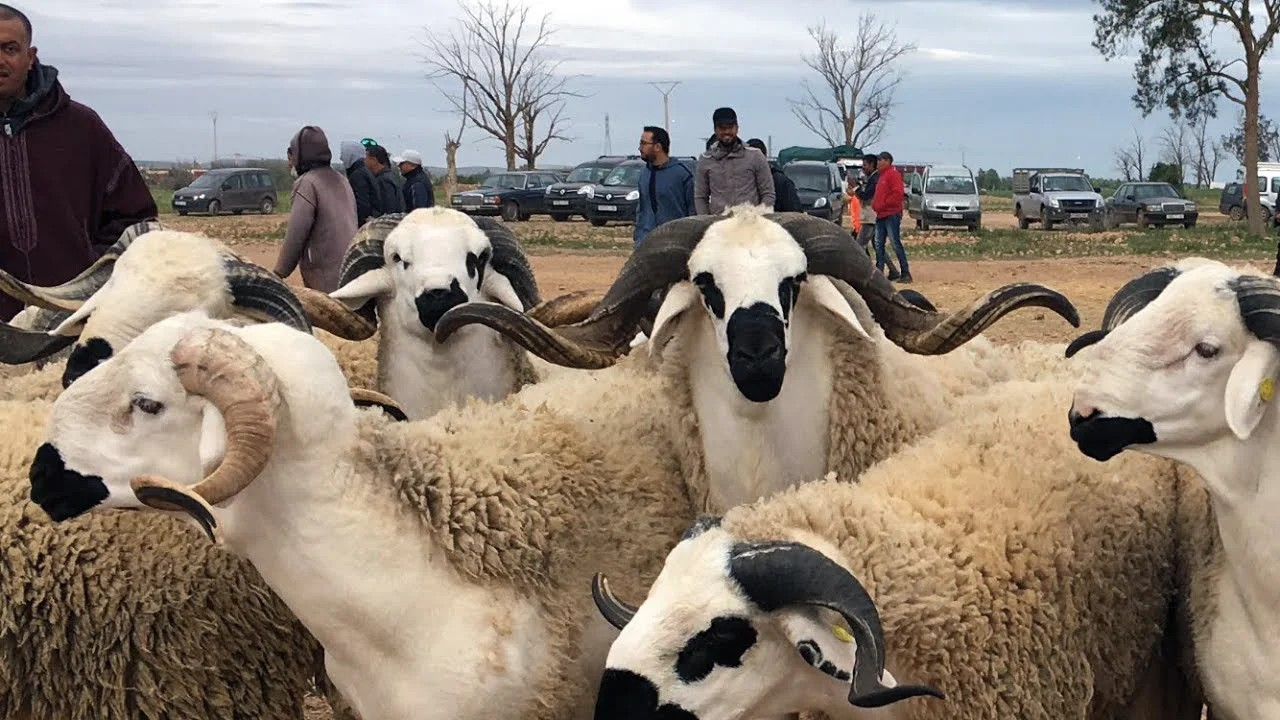 Reconstitution du cheptel : identification achevée et 5,2 MMDH versés aux éleveurs au titre de la 1ère tranche