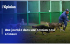 Comment vos chiens passent leurs journées dans les pensions animalières (vidéo)