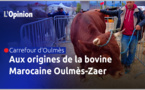 Carrefour d'Oulmès : Aux origines de la race bovine marocaine Oulmès-Zaer