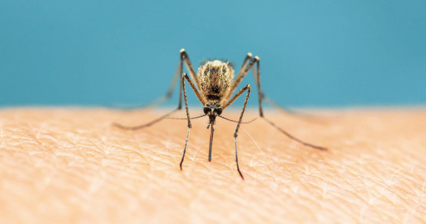 Ces moustiques qui nous pourrissent la vie