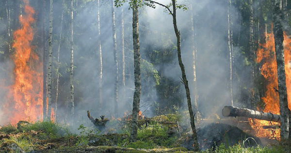 Sécheresse : départ précoce de la saison des feux de forêts