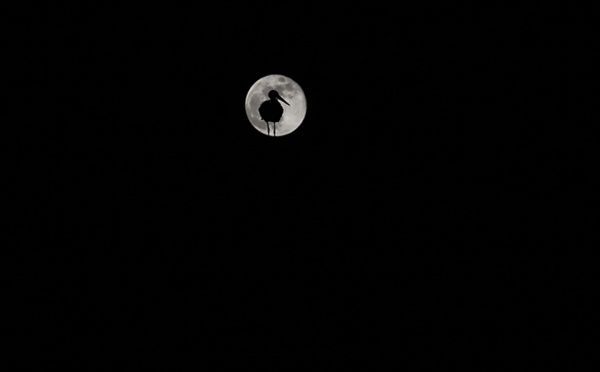 La cigogne et la lune dans un ciel nocturne