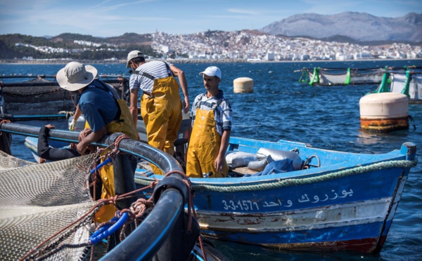 Pêche côtière et artisanale : Hausse de 552% des débarquements au port d'Essaouira