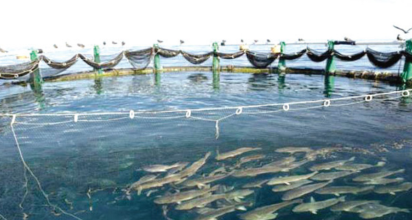 Dakhla-Oued Eddahab : L’aquaculture, véritable levier de développement