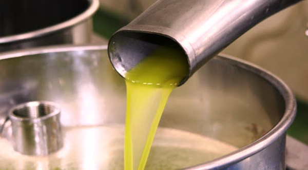 Béni Mellal-Khénifra : Quand l’huile d’olive gagne en qualité et en quantité