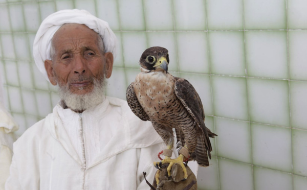 Rapaces : Haro sur le trafic des oiseaux de proie