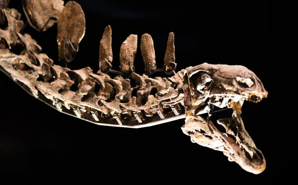 Une nouvelle espèce de dinosaure à bec de canard identifiée au Maroc