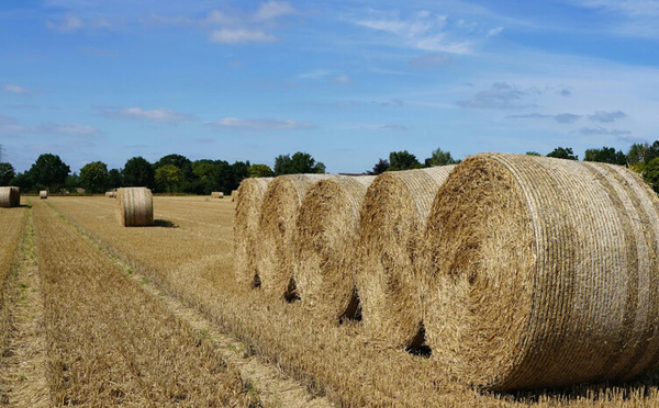 Le Maroc valide l’entrée du foin brésilien sur son marché