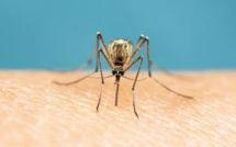 Ces moustiques qui nous pourrissent la vie