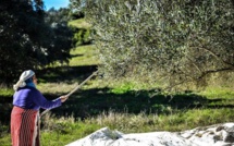 Le secteur de l'huile d'olive immunisé contre le coronavirus