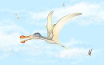 3 nouvelles espèces de ptérosaures à dents découvertes au Maroc