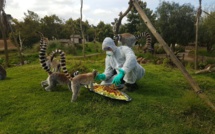 Le zoo de Rabat aux petits soins pour ses animaux