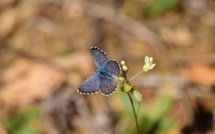 Chefchaouen: retrouvailles avec un papillon disparu depuis plus d'un siècle