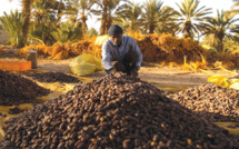 Le palmier dattier, un potentiel prometteur