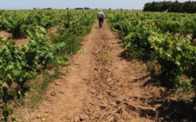 Agriculture : Des mesures salvatrices pour une campagne impactée