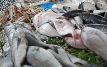 Poisson de Ramadan: offre abondante à Sidi Bernoussi