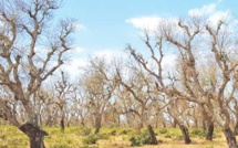 Rabat-Salé-Kénitra : La Maâmora sous la menace d’un insecte ravageur