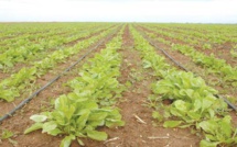 Betteraves sucrières : Production record