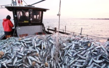 Covid-19 : Chute de 6,5% des activités de pêche à l'échelle mondiale