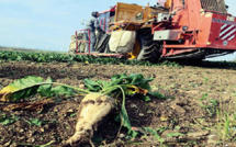 Agriculture-Betterave à sucre : Bon démarrage de la campagne d’arrachage