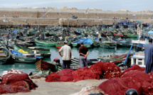 Safi : Reprise de la pêche de poulpe…malgré le "lockdown"