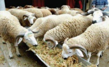 Des mesures préventives additionnelles pour Aïd Al Adha