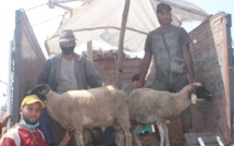 Les petits métiers de l'Aid Al-Adha fleurissent à nouveau