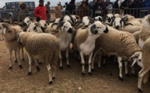 Rabat-Salé-Kénitra: 6 souks pilotes pour la commercialisation du bétail destiné à Aid Al Adha
