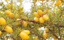 Guelmim / INDH : L’huile d’argan, levier de développement