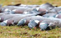 Doukkala / Chasse aux pigeons : Le respect du quota souvent bafoué !