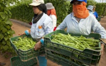 Agriculture : Les exportations marocaines vers l’Espagne ne cessent d’augmenter
